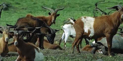 钓鱼爆料老山羊视频大全,老山羊视频大全中的钓鱼技巧与心得  第2张
